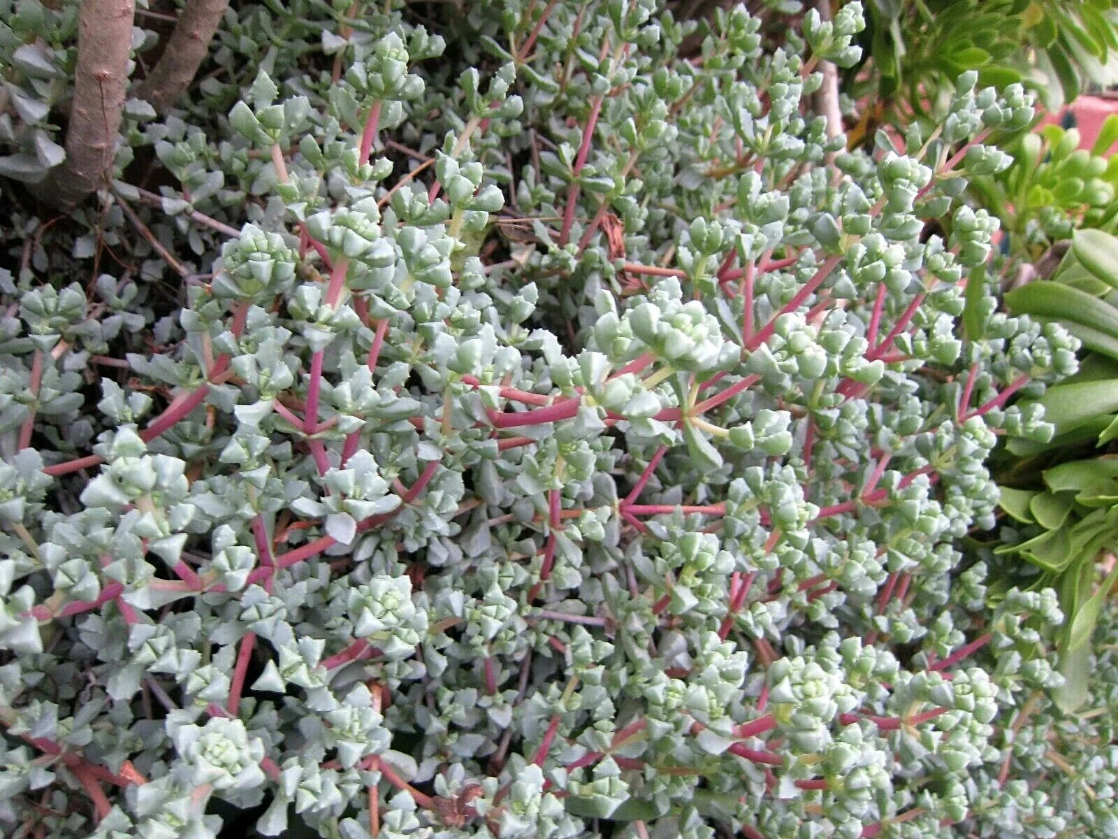 Ice Plant Cuttings - Vygie Violet Succulents - Lampranthus deltoides - Indoor Outdoor Gardening Propagation