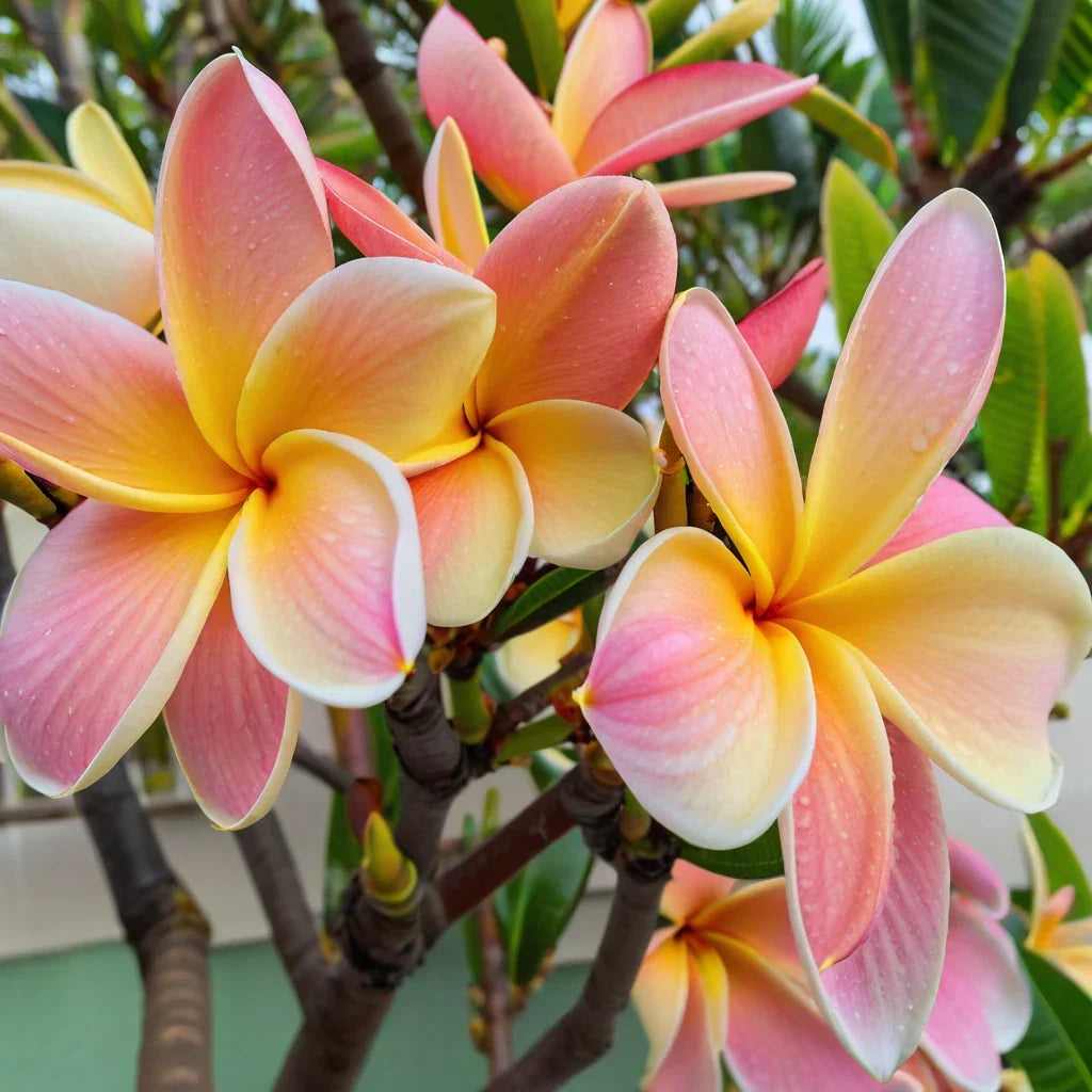 Plumeria Seeds - 5 White Blush Yellow Hawaiian Flower Seeds - Perennial Garden Plants - Plumeria spp.
