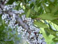 Northern Bayberry Seeds - 20 Count, Myrica pensylvanica, Hardy Shrub for Landscaping & Erosion Control