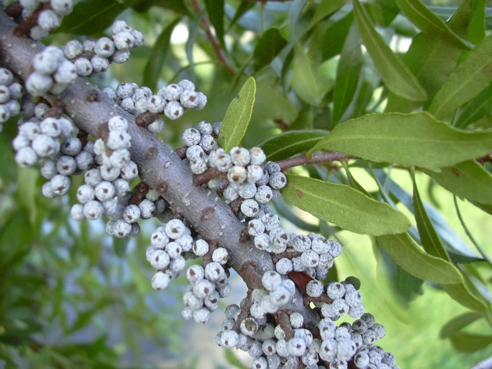 Northern Bayberry Seeds - 20 Count, Myrica pensylvanica, Hardy Shrub for Landscaping & Erosion Control