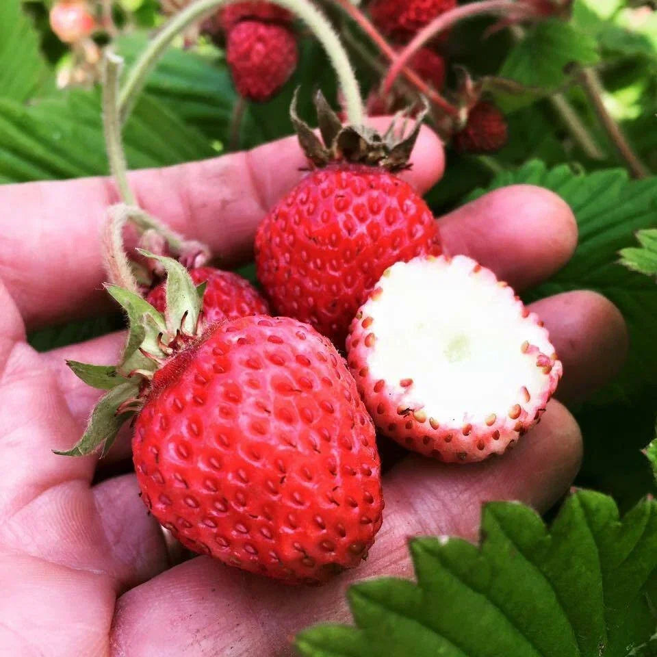 Live Strawberry Plants - 5 Scarlet June Roots - Fragaria × ananassa - Perennial, Full Sun, Zone 4-9
