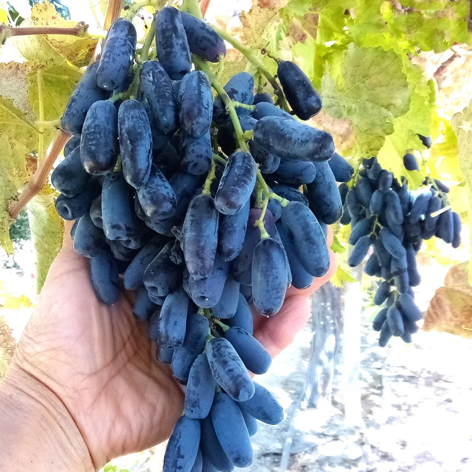 Lady Finger Vine Cuttings, Black Seedless Moon Drop Table Grape, Vitis vinifera, Propagation Kit