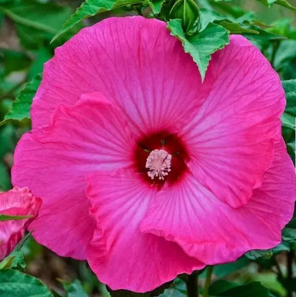 Honeymoon Deep Pink Hardy Hibiscus Seeds – Hibiscus moscheutos, Dinner Plate Flowers, Heirloom, 20+ Seeds