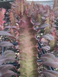 Rooted Red African Milk Tree Cactus - 2 Live Euphorbia trigona Plants