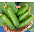 Wisconsin SMR 58 Cucumber Seeds - Non-Hybrid, Vining, Cucumis sativus, 31+ Seeds for Container & Garden Growth