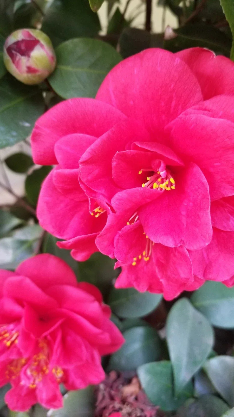 Large Red Camellia Cuttings - Eight Stems, Prolific Blooming, Camellia japonica, Garden Plant & Floral Arrangement