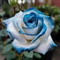 Sapphire Gem Twin Rose Seeds - Blue Purple Flowers - Rosa 'Sapphire Gem' - Garden Flower Seeds - Perennial Plant