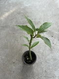 Live Avocado Tree Plant - 12 Inch Persea americana Indoor/Outdoor Gardening