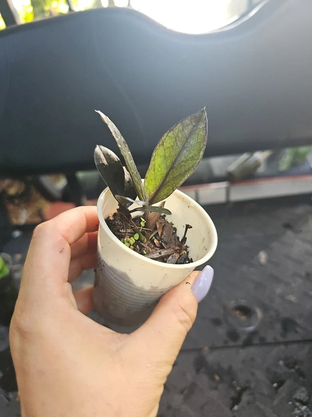 Black Raven ZZ Plant 2.5 Inch Pot Zamiifolia Indoor Houseplant, Low Light, Drought Tolerant, Fully Rooted