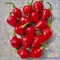 Spinning Tops Hot Pepper Seeds - Capsicum annuum - 25+ Non-GMO Garden Seeds for Spicy Culinary Use