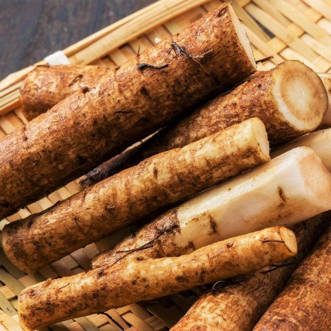 Burdock Seeds - Articum Lappa Kinpira Gobo Ngao Pong Heirloom Vegetable Seeds for 2025 Planting