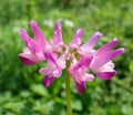 Chinese Milkvetch Seeds 50 Pack Astragalus sinicus Drought-Resistant Perennial Herb for Garden, Erosion Control