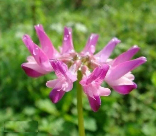 Chinese Milkvetch Seeds 50 Pack Astragalus sinicus Drought-Resistant Perennial Herb for Garden, Erosion Control