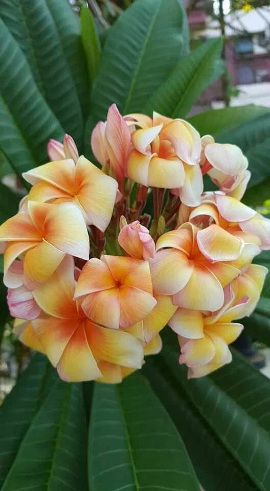 Plumeria Seeds - 5 Yellow Orange Frangipani - Perennial Tropical Plant - Plumeria rubra Seeds for Garden & Indoor Growth