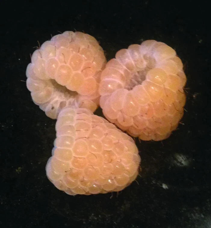 Yellow Anne Raspberry Plant - Live Rooted Starter for Zones 4-9 - Rubus idaeus 'Yellow Anne' - Sweet Golden Berries