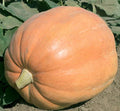 Mammoth Gold Giant Pumpkin Seeds – Organic Heirloom Non-GMO for 40-60 lbs Cucurbita maxima