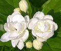 Jasmine Plant Seeds - 25 Pack, Fragrant White Flowers, Indoor Outdoor Herb, Jasminum spp.