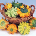 Crown of Thorns Gourd Seeds, 20 Pack, Exotic Finger-Shaped Squash, Lagenaria siceraria, Climbing Vine, Ornamental & Edible