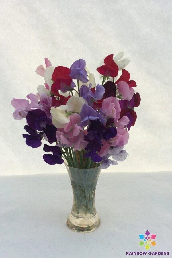 Old-Fashioned Mixture Sweet Pea Seeds Pack of 50+ | Lathyrus odoratus Non-GMO Garden Seeds for Climbing Vines