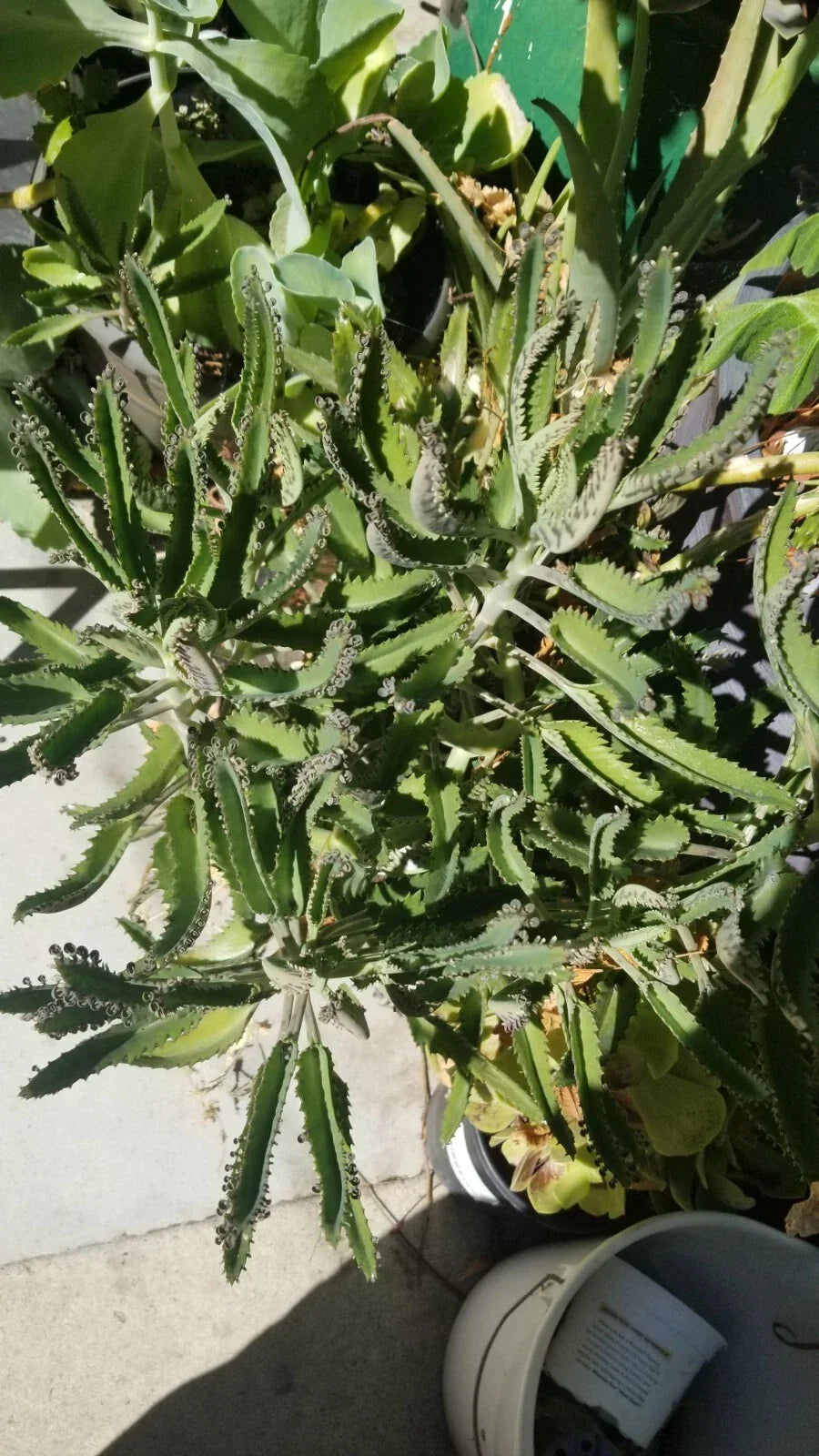 Kalanchoe Bare Root Mother of Thousands Succulent Plant - Kalanchoe daigremontiana, Alligator Plant, 2"-3"