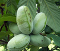 Live Paw Paw Tree - Semi Bare Rooted Asimina Triloba Fruit Tree for Gardens and Orchards