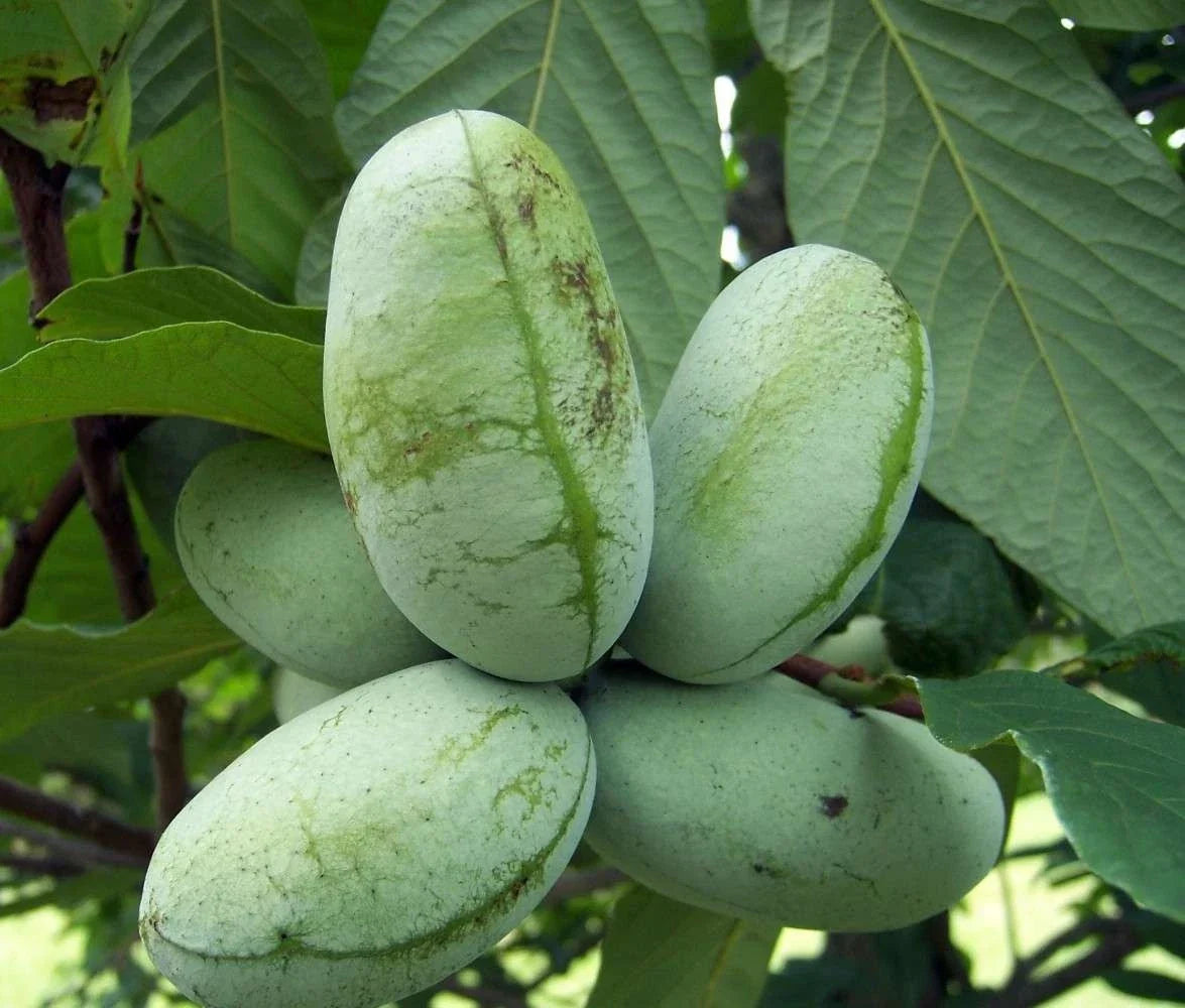 Live Paw Paw Tree - Semi Bare Rooted Asimina Triloba Fruit Tree for Gardens and Orchards