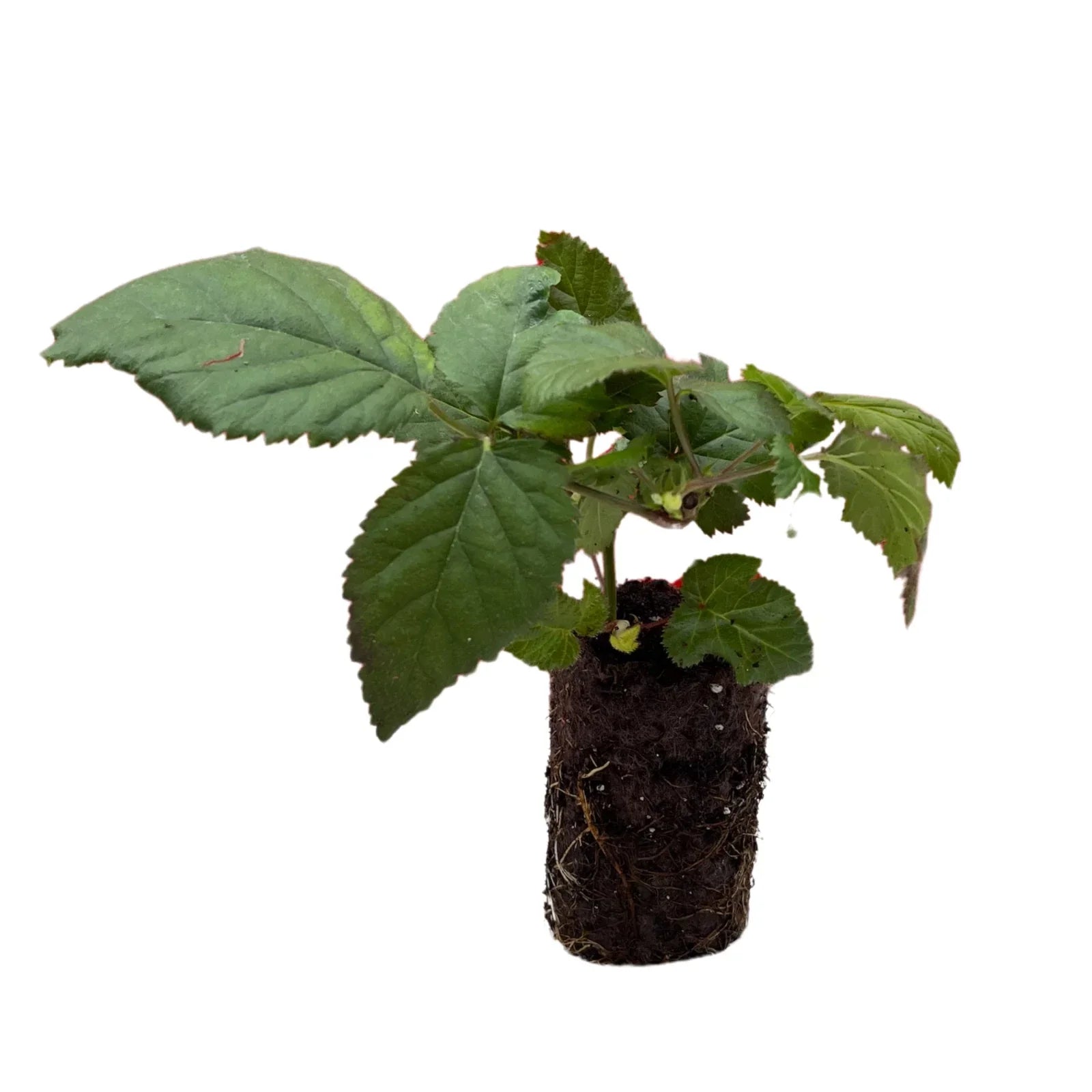 Ponca Blackberry Plug - Bare Root 1-Year-Old Rubus fruticosus for Home Gardens and Berry Production