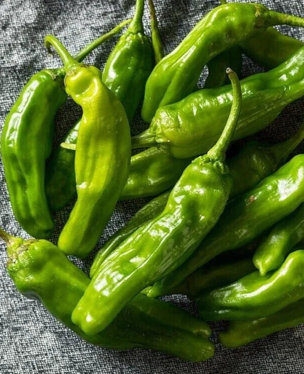 Organic Shishito Pepper Seeds - 25 Premium Japanese Capsicum annuum for Home Garden, Container or Bed Cultivation