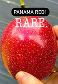 Panama Red Passion Fruit Live Plant – Passiflora edulis 'Panama Red' – Rare Tropical Vine for Garden, Trellis, or Fence