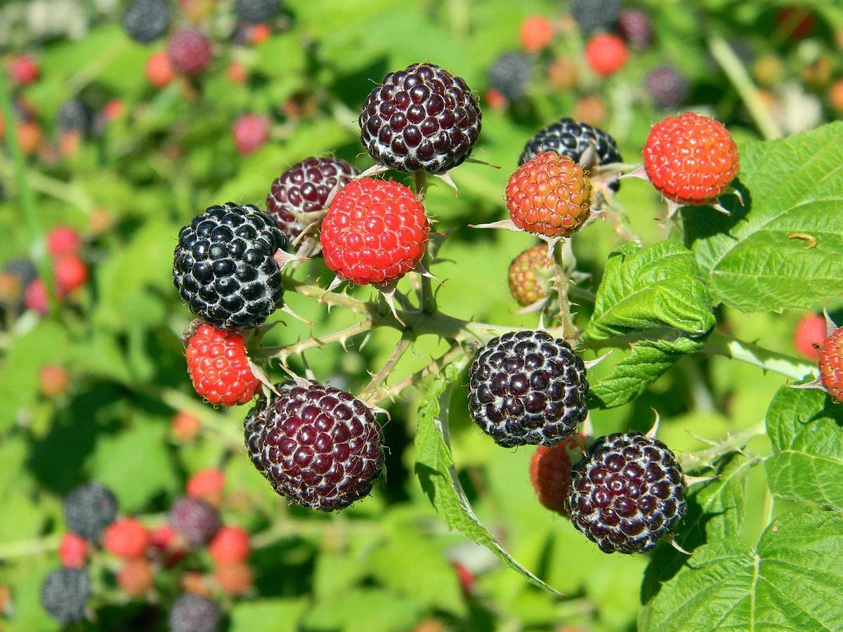 Black Raspberry Seeds 100 Pack – Organic Rubus occidentalis, Sweet Flavor, Perennial Bush for Home Gardens & Small Farms