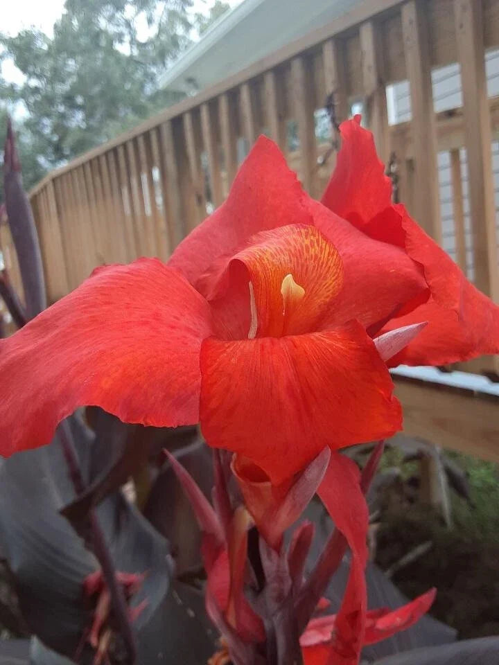 Canna Lily Bulbs 2 Red Velvet Exotic Plant with Rich Red Flowers and Dark Foliage Canna indica