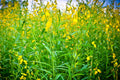Wildflower Seeds Pack of 20 - Smooth Rattlebox (Crotalaria pallida) Native Wildflower Seed Mix for Garden