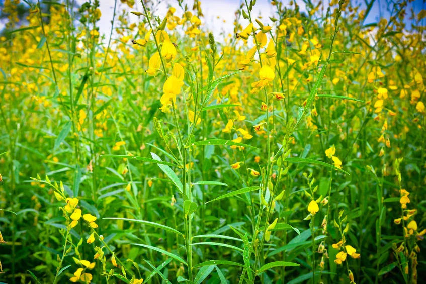 Wildflower Seeds Pack of 20 - Smooth Rattlebox (Crotalaria pallida) Native Wildflower Seed Mix for Garden