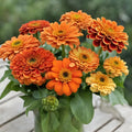 Queeny Pure Orange Zinnia Seeds - 100+ Pack, Garden Planting, Zinnia elegans, Bright Orange Flowers, Summer Bloom, USA
