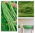 Dark Green Yard Long Bean Seeds, 15+ Vigna unguiculata subsp. sesquipedalis, Climbing Vine, Edible String & Asparagus Bean