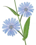Organic Chicory Seeds - Perennial Blue Dandelion Herb for Coffee Substitute, Cichorium intybus, Non-GMO, 50+ Seeds