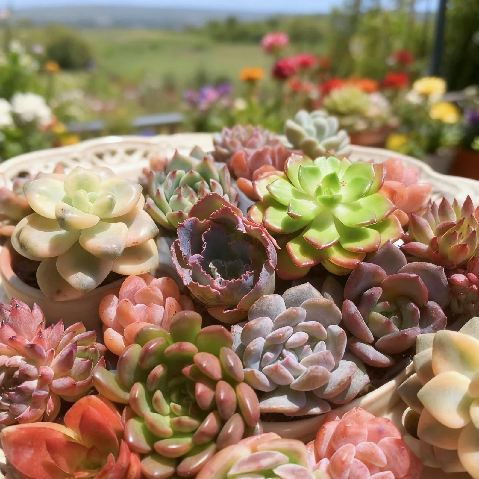 Assorted Succulent Plants Live Mix - 6 Pcs Bare Root Collection - Unique Varieties for Home Decor & DIY Projects