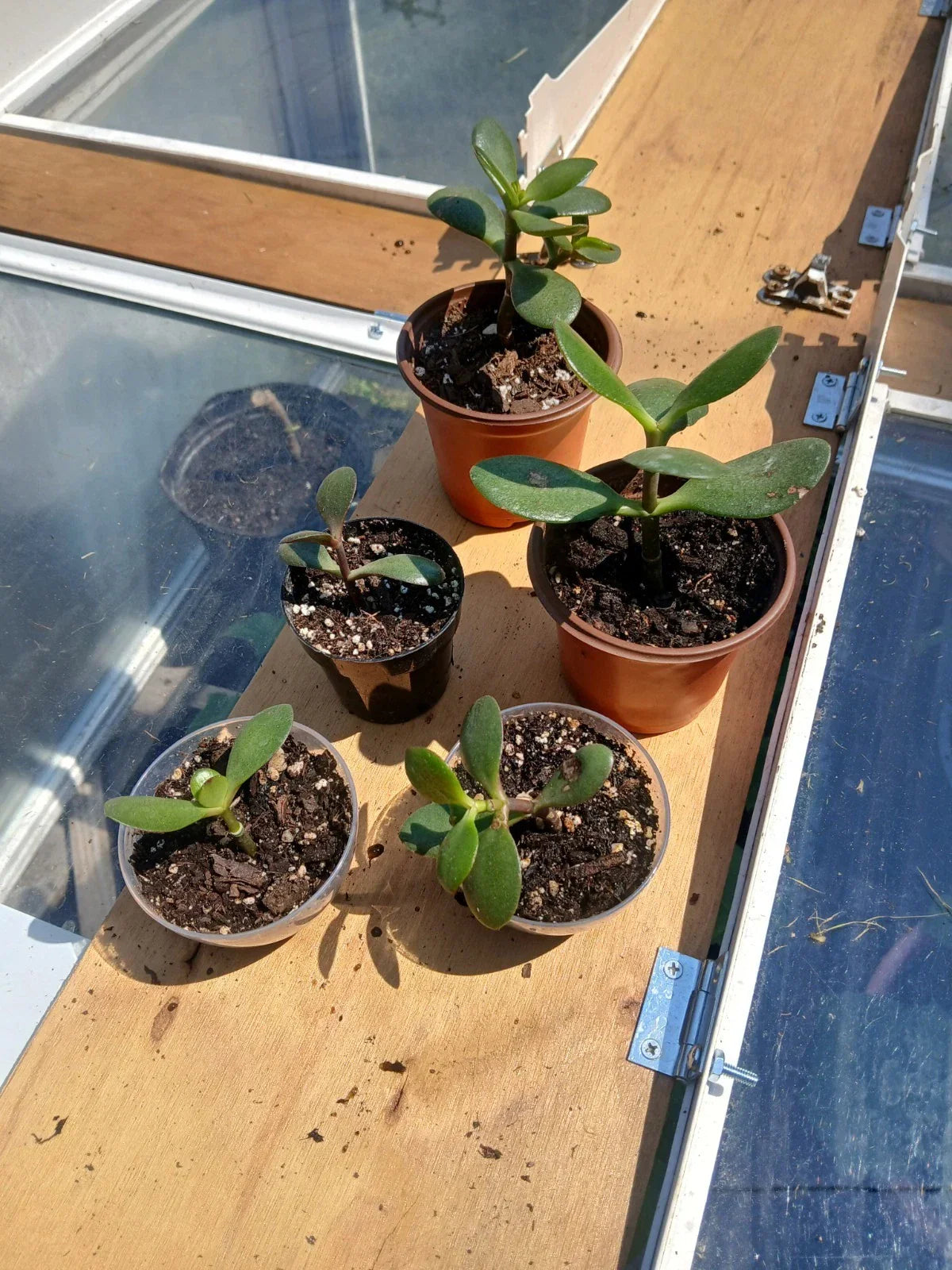 Crassula Ovata Jade Plant Rooted Cutting | Succulent Indoor Plant in 1-3" Pot | Easy Care, Drought Tolerant