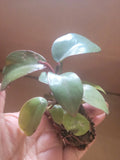 Live Potted Philodendron Black Cardinal 2" Well-Rooted Indoor Plant, Dark Foliage, Compact Houseplant, Philodendron 'Black Cardinal'