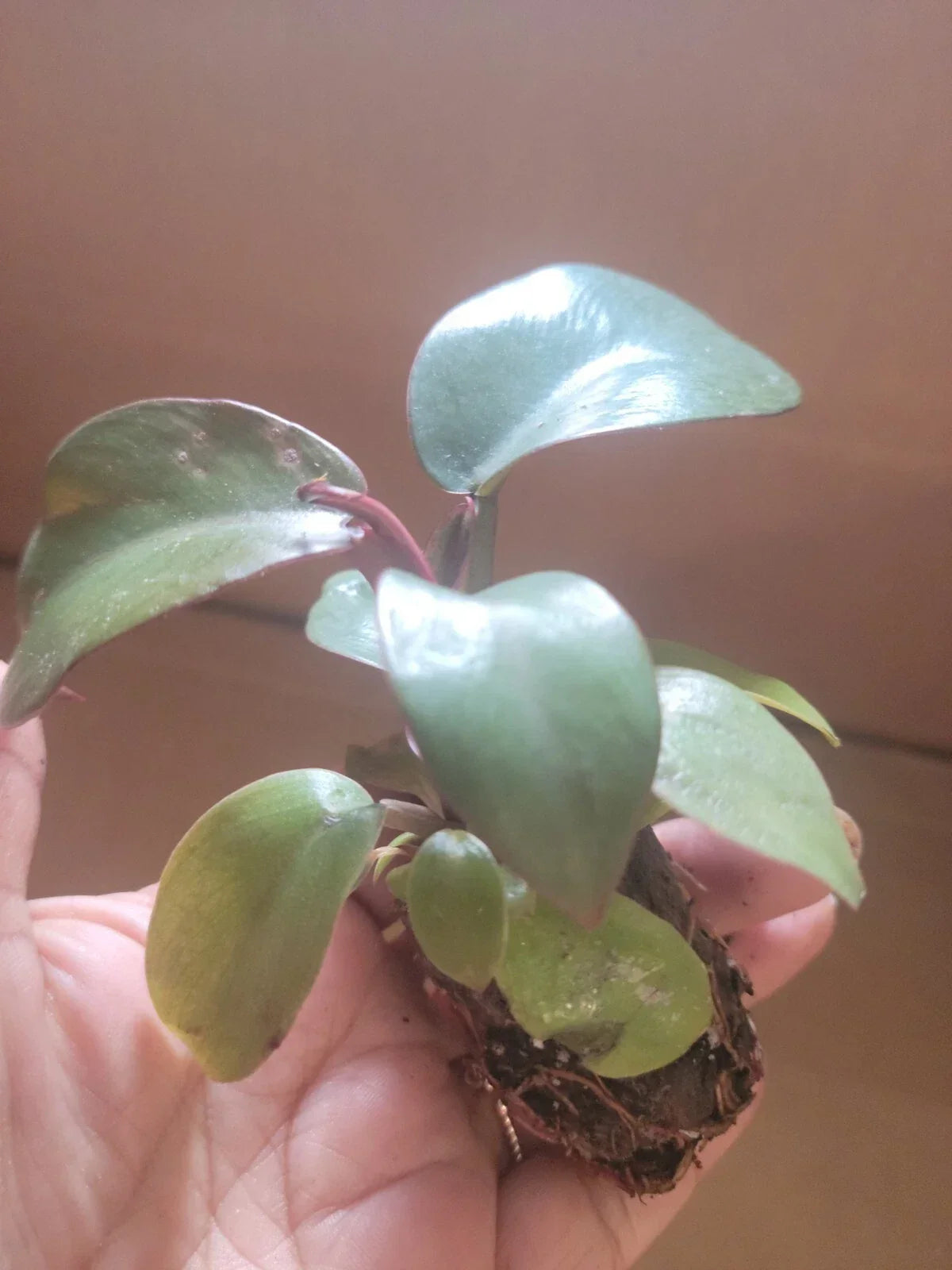Live Potted Philodendron Black Cardinal 2" Well-Rooted Indoor Plant, Dark Foliage, Compact Houseplant, Philodendron 'Black Cardinal'