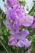 Serenity Sweet Pea Seeds - 50+ Pack, Fragrant Climbing Flower, Lathyrus odoratus, Garden Planting, USA Grown