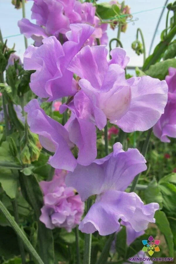 Serenity Sweet Pea Seeds - 50+ Pack, Fragrant Climbing Flower, Lathyrus odoratus, Garden Planting, USA Grown