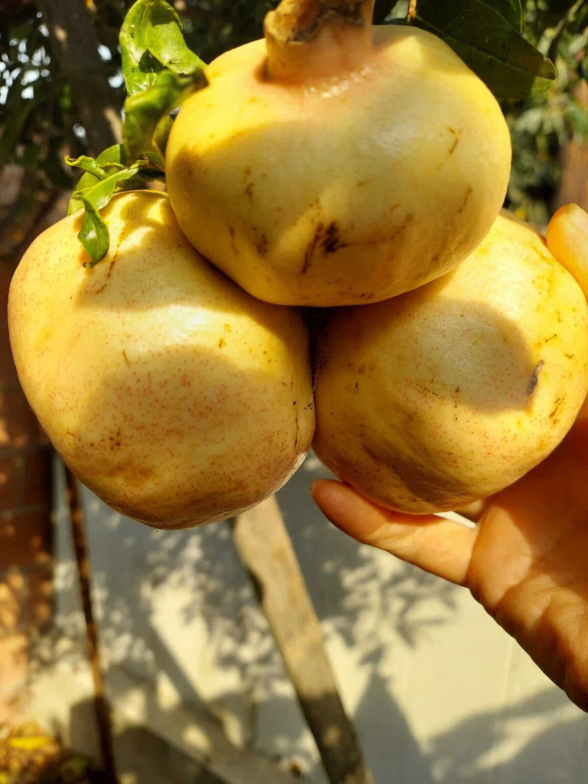 Rare Organic White Pomegranate Cuttings - 10 Propagation Cuttings Punica granatum for Gardening and Plant Collectors