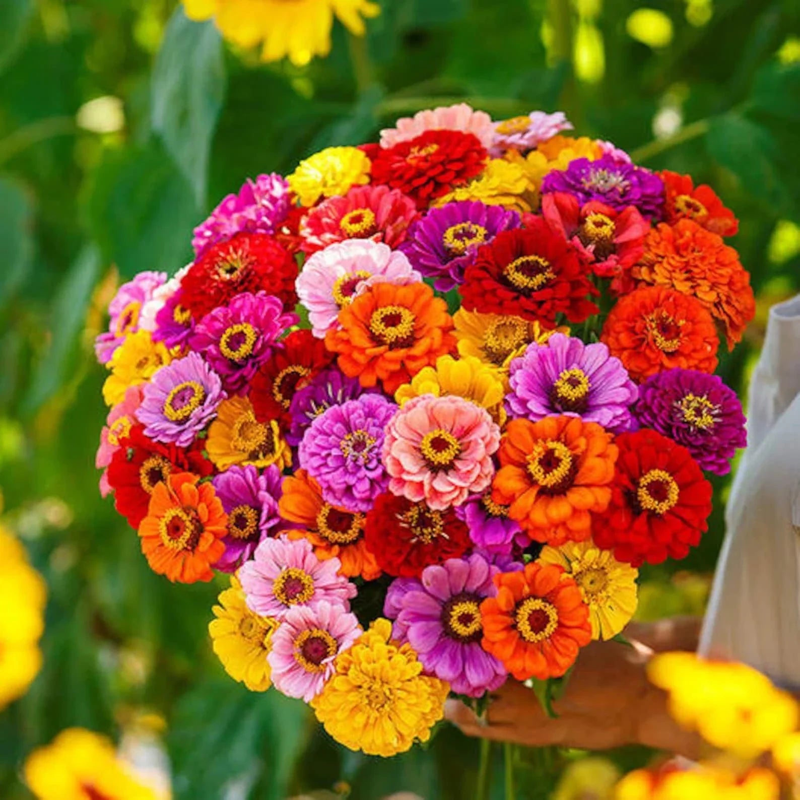 California Giant Zinnia Flower Seeds - 400+ Mixed Colors, Zinnia elegans, Annual, Easy to Grow, Butterfly & Pollinator Attracting Seeds