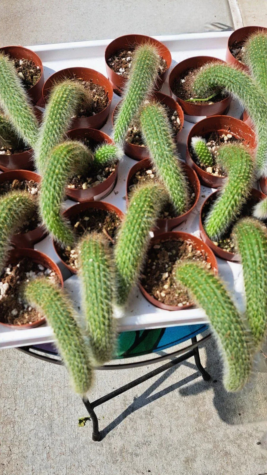 Potted Monkey Tail Cactus Plants – Cleistocactus colademononis, Trailing, 2.5" Pot, US Grown