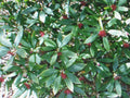 Anise Herb Seeds Pack of 100 Pimpinella anisum Culinary Spice for Flavorful Dishes