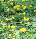 Peanut Seeds - 20 Pack - Arachis hypogaea - Grow Your Own Garden Peanuts - Easy Planting for Beginners