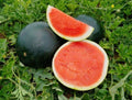 Sweet Black Diamond Watermelon Seeds - 20 Premium Citrullus lanatus Heirloom Seeds for Juicy, Large Watermelons, Vining, Full Sun, Non-GMO