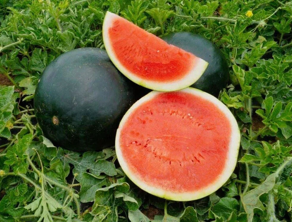 Sweet Black Diamond Watermelon Seeds - 20 Premium Citrullus lanatus Heirloom Seeds for Juicy, Large Watermelons, Vining, Full Sun, Non-GMO