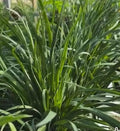 Garlic Chives Seeds - 150+ Allium tuberosum Seeds for Culinary Garden, Chinese Leek, Jiu Cai, Broadleaf Herb, Perennial Plant